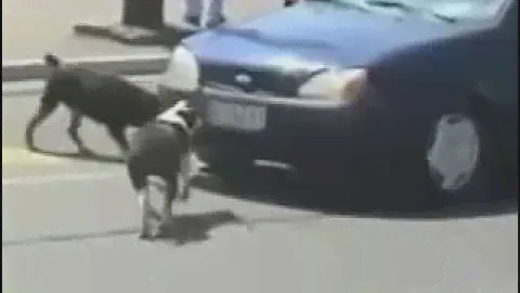 Хорошие Cобачки , good dog