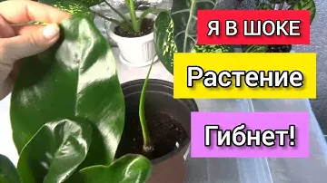 ФИЛОДЕНДРОН РЕАНИМАЦИЯ. Комнатные цветы.