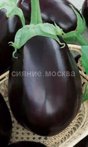 Баклажан Робин Гуд (Уральский Дачник)-0