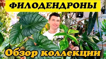 ФИЛОДЕНДРОНЫ  ОБЗОР МОЕЙ КОЛЛЕКЦИИ