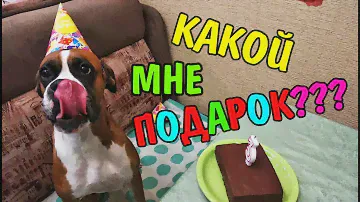 GOOD DOG Необычный Подарок на День Рождения