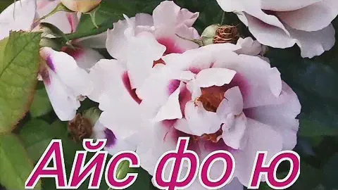 Eyes for you(Айс фо ю) , For uour eyes only (Фо ер айс онли) -- "глазастые" розочки