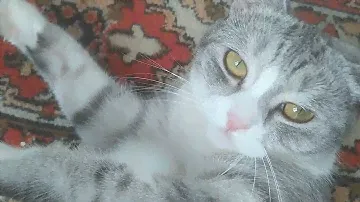 Кого любит Михрюточка