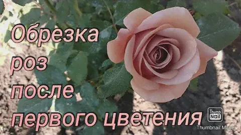 Розы. Как правильно обрезать розы после первого цветения. Флорибунды.