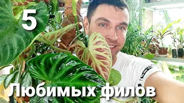 5 Любимых Филодендронов