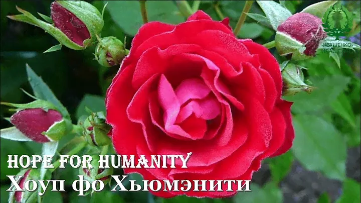 Роза Хоуп фо Хьюмэнити /Hope for Humanity. видео/карта. Питомник 🌹 и 🌲 Е. Иващенко