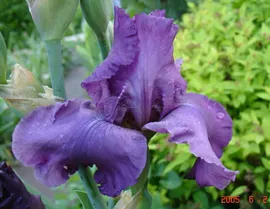 Ирис "Гуд Лукинг" (Iris Good Looking)