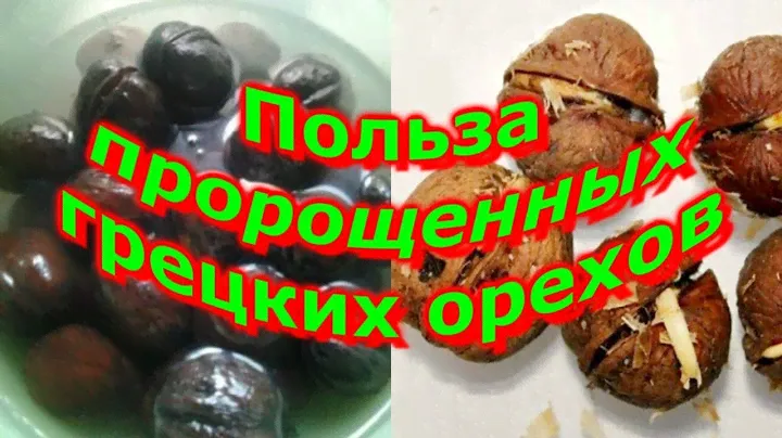 Польза пророщенных грецких орехов Золотые рецепты ЗОЖ
